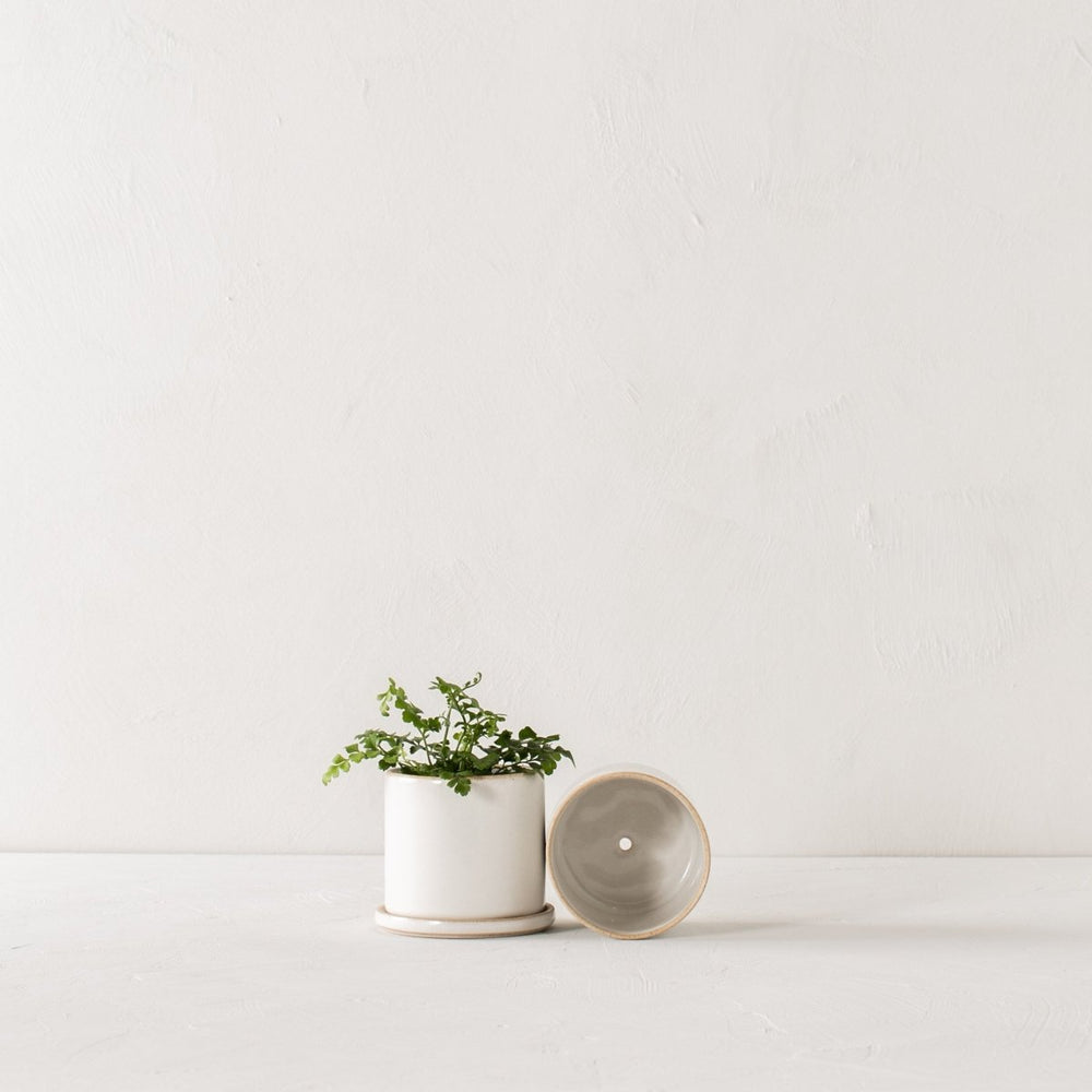 CONVIVIAL 4" Minimal Planter | Glazed Stoneware - lily & onyx