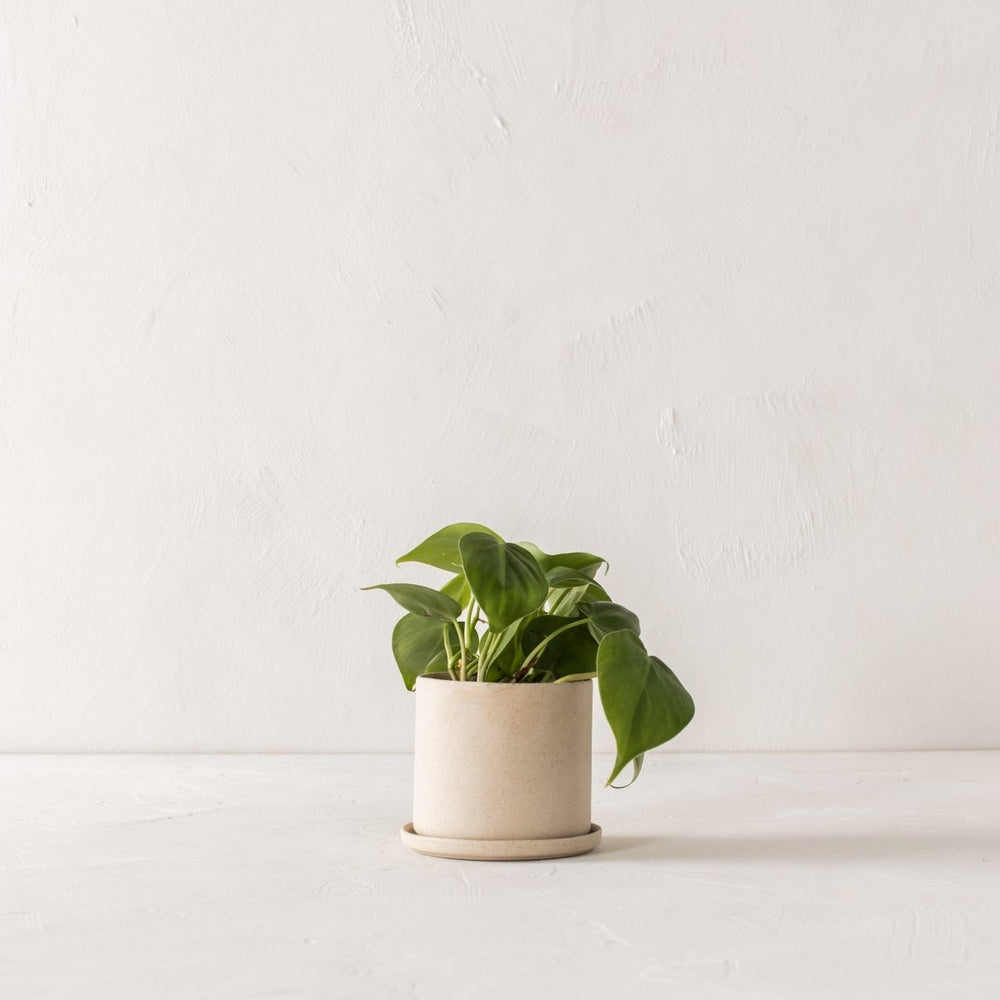 CONVIVIAL 4" Minimal Planter | Raw Stoneware - lily & onyx