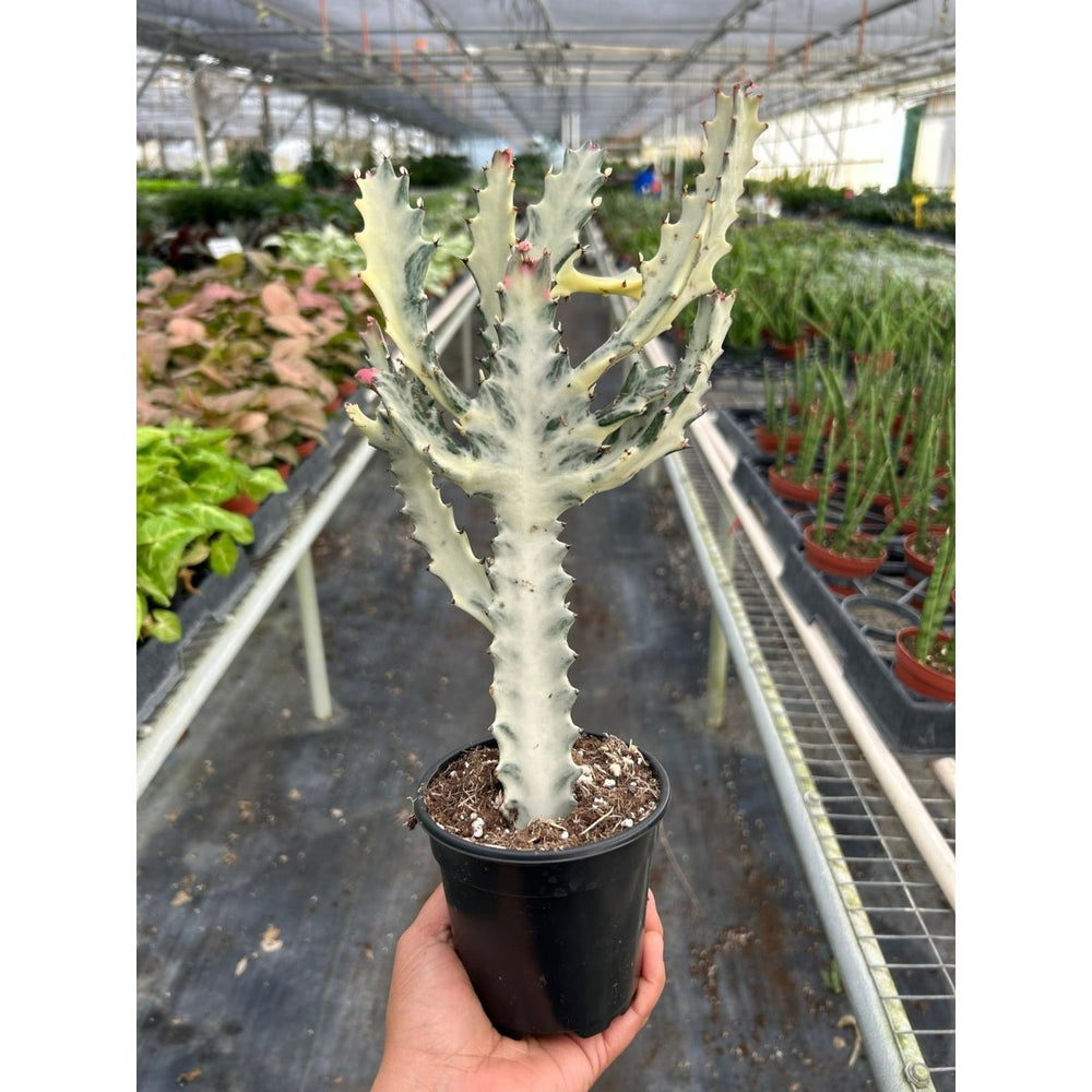 
                      
                        lily & onyx 4" Succulent Euphorbia 'Dragon Bone' Houseplant - lily & onyx
                      
                    