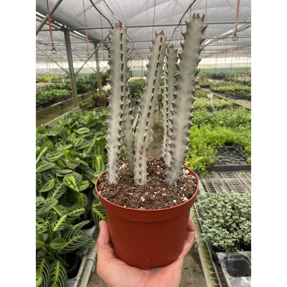 
                      
                        lily & onyx 4" Succulent Euphorbia 'Dragon Bone' Houseplant - lily & onyx
                      
                    