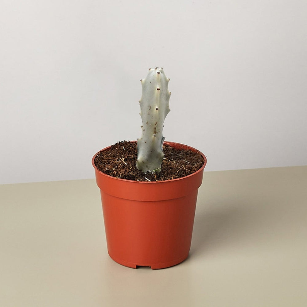 lily & onyx 4" Succulent Euphorbia 'Dragon Bone' Houseplant - lily & onyx