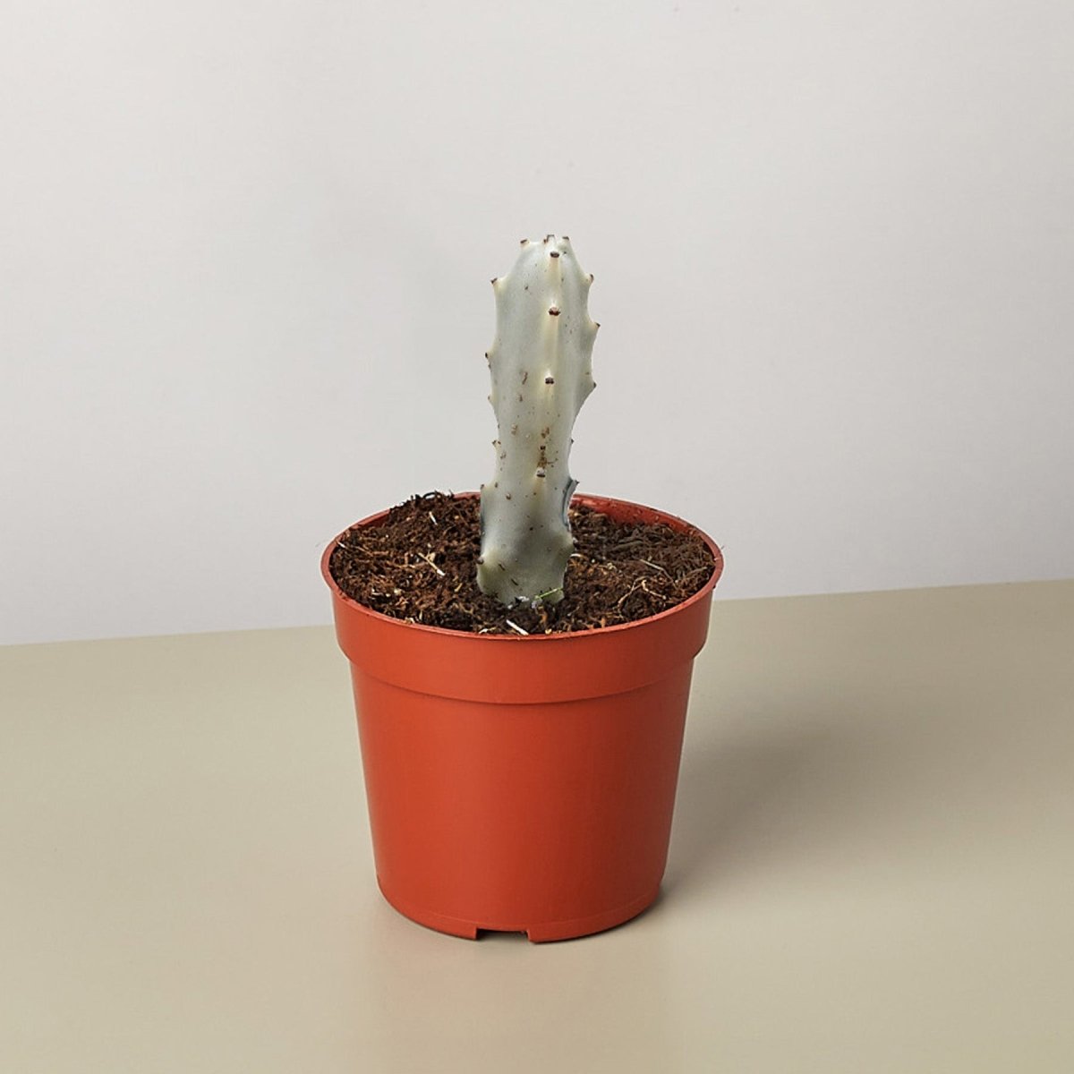 lily & onyx 4" Succulent Euphorbia 'Dragon Bone' Houseplant - lily & onyx