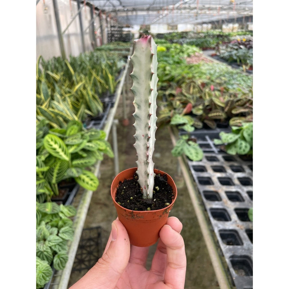 
                      
                        lily & onyx 4" Succulent Euphorbia 'Dragon Bone' Houseplant - lily & onyx
                      
                    