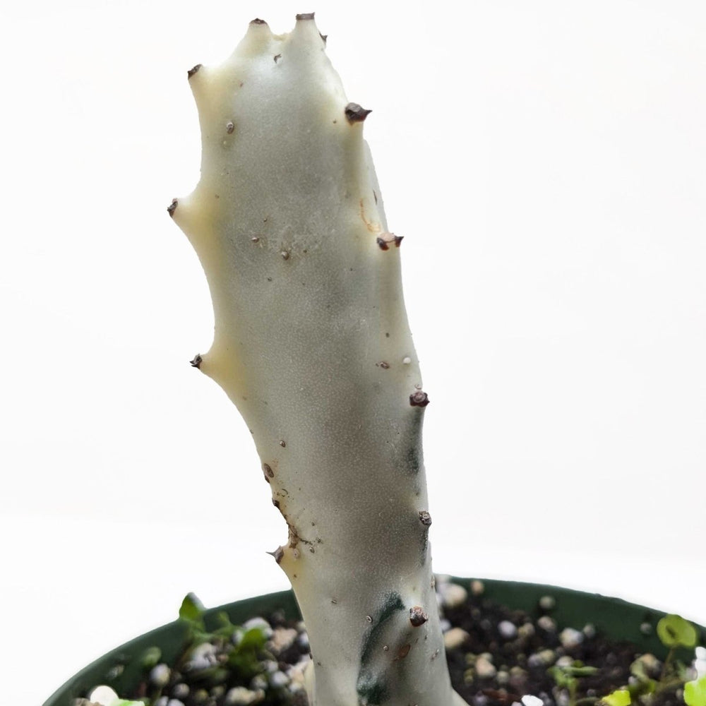 lily & onyx 4" Succulent Euphorbia 'Dragon Bone' Houseplant - lily & onyx