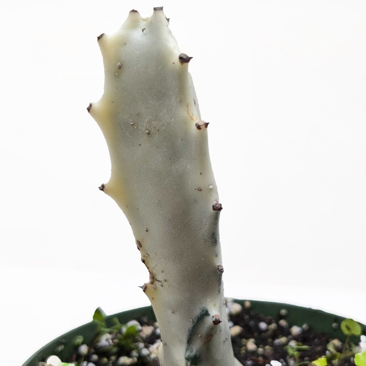 lily & onyx 4" Succulent Euphorbia 'Dragon Bone' Houseplant - lily & onyx