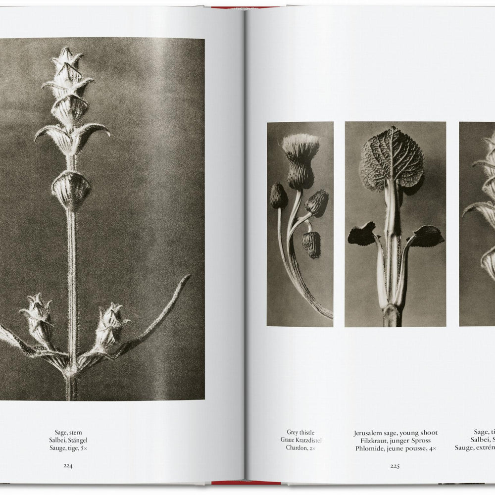 
                      
                        Karl Blossfeldt. The Complete Published Work. 40th Ed. (German, French, English)
                      
                    