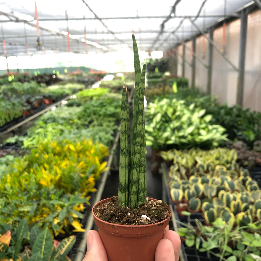 
                      
                        Snake Plant 'Cylindrica'
                      
                    