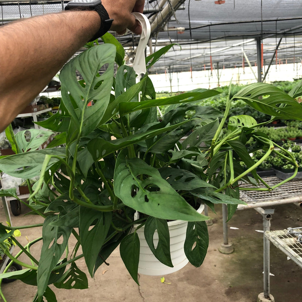 
                      
                        Monstera Adansonii 'Swiss Cheese'
                      
                    