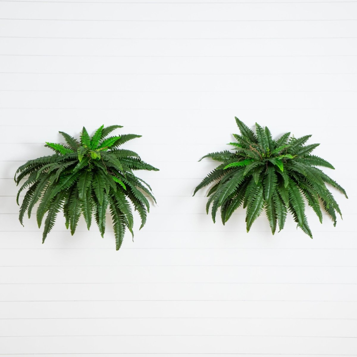 Nearly Natural 48” Boston Fern, Set of 2 - lily & onyx