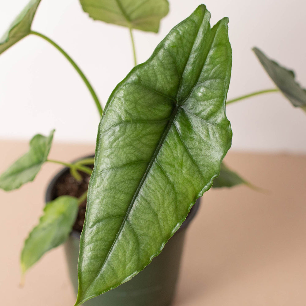 
                      
                        Alocasia 'Dragons Breath'
                      
                    
