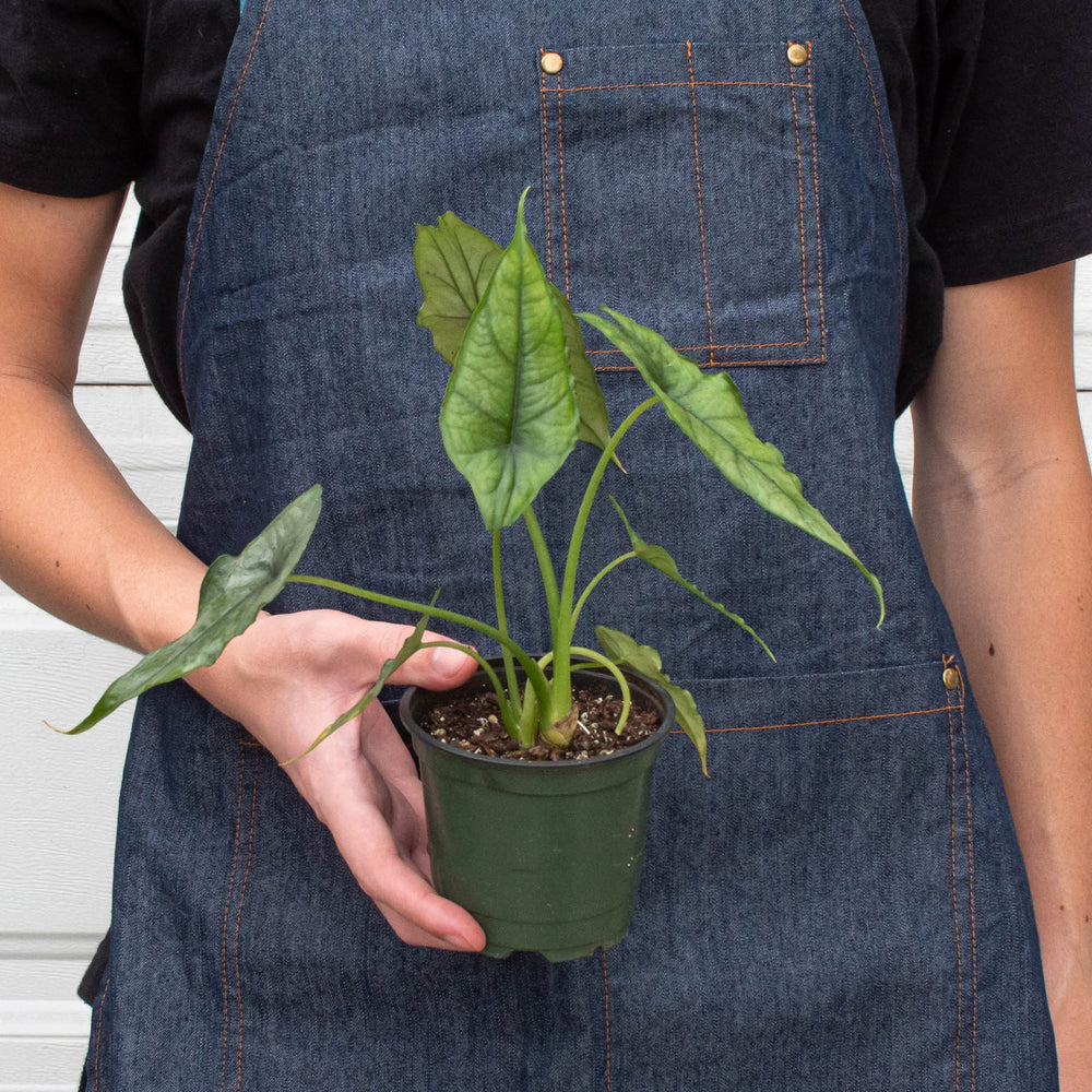 
                      
                        Alocasia 'Dragons Breath'
                      
                    