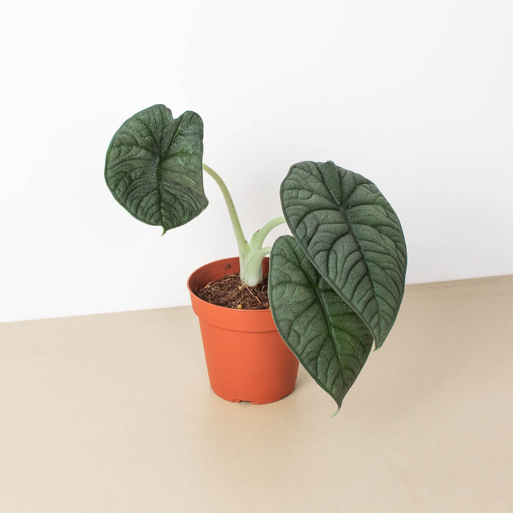 
                      
                        Alocasia 'Melo'
                      
                    