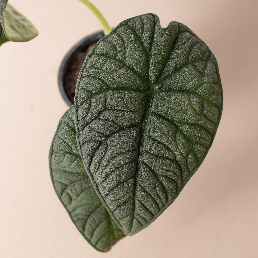 
                      
                        Alocasia 'Melo'
                      
                    
