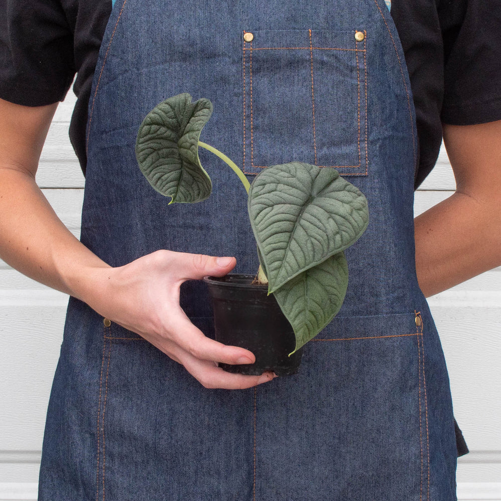
                      
                        Alocasia 'Melo'
                      
                    