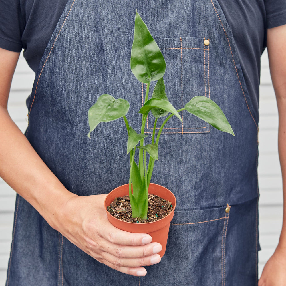 
                      
                        Alocasia 'Tiny Dancer' - 4" Pot
                      
                    