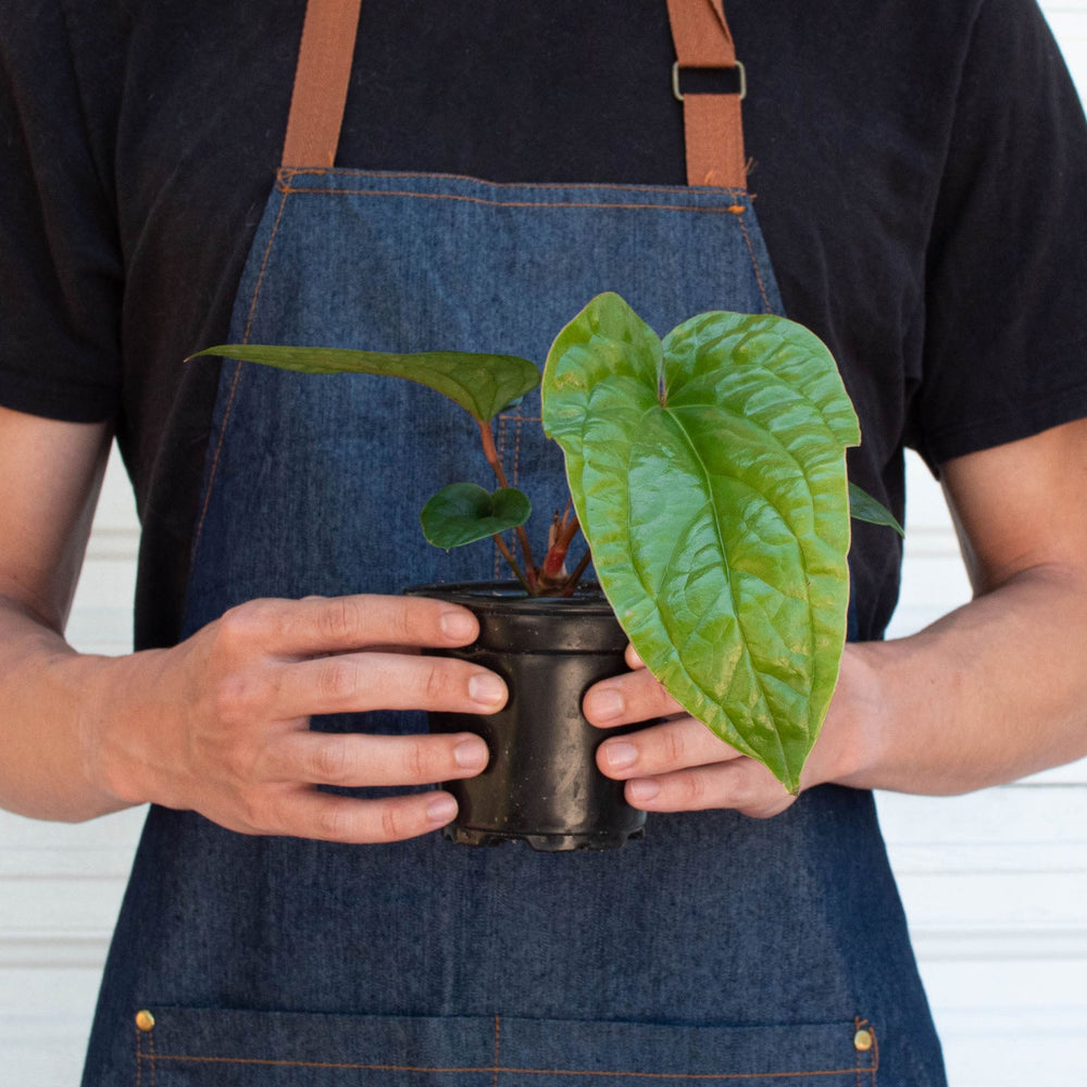 
                      
                        Anthurium 'Radicans x Luxurians'
                      
                    