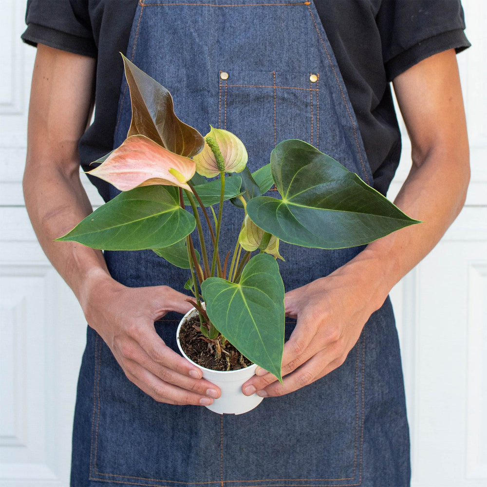
                      
                        Anthurium Rainbow Champion - 4" Pot
                      
                    