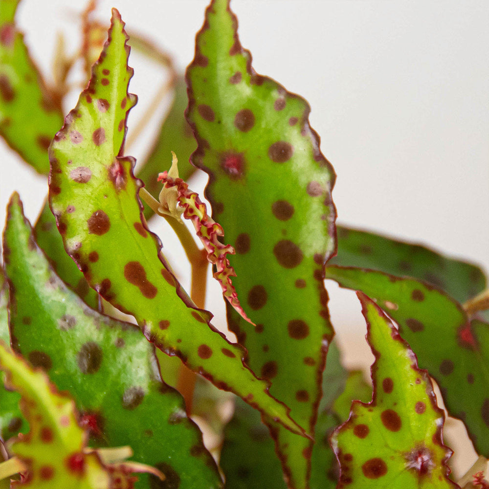 
                      
                        Begonia 'Pink Spotted'
                      
                    