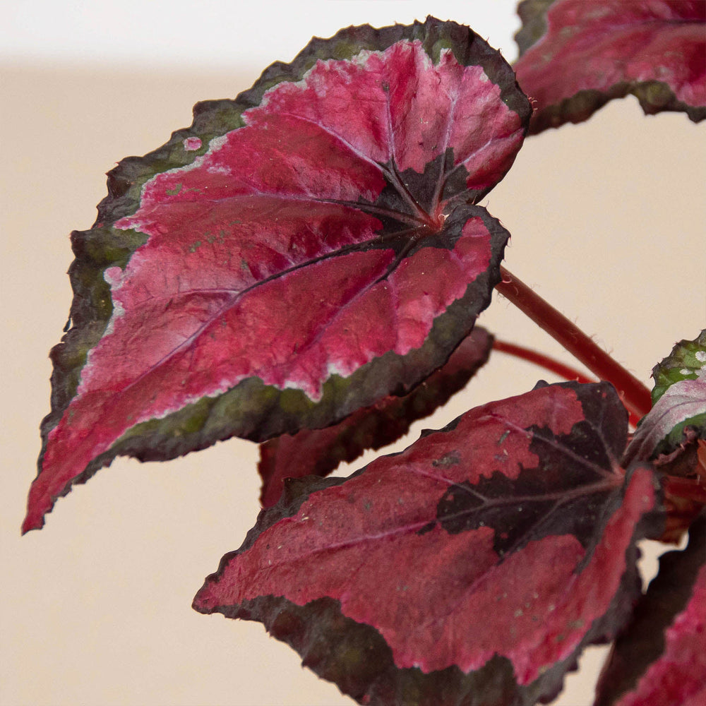 
                      
                        Begonia 'Rex' - 4 Pack Variety
                      
                    