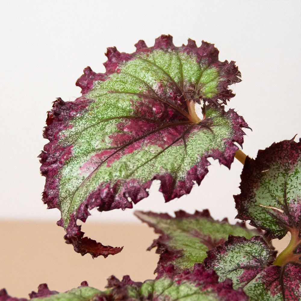 
                      
                        Begonia 'Rex' - 4 Pack Variety
                      
                    