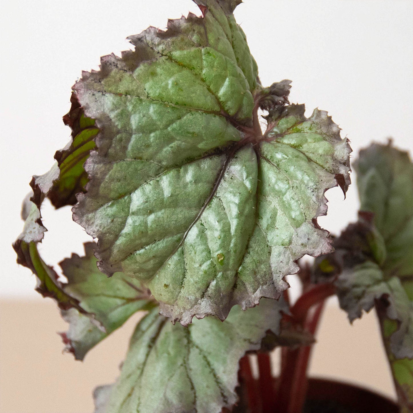 begonia rex indoor plant Begonia 'Rex' Houseplant - 4 Pack Variety