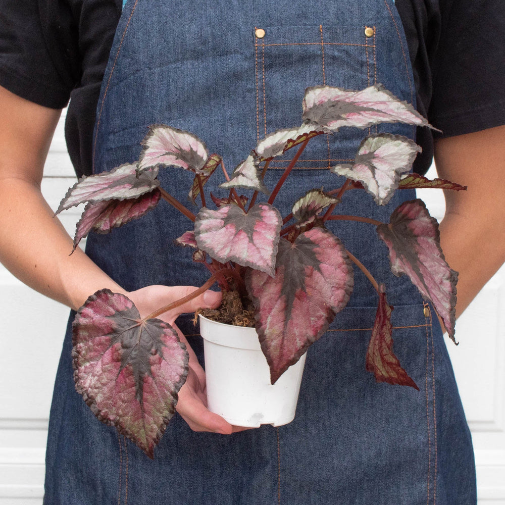 
                      
                        Begonia 'Rex' - 4" Pot
                      
                    