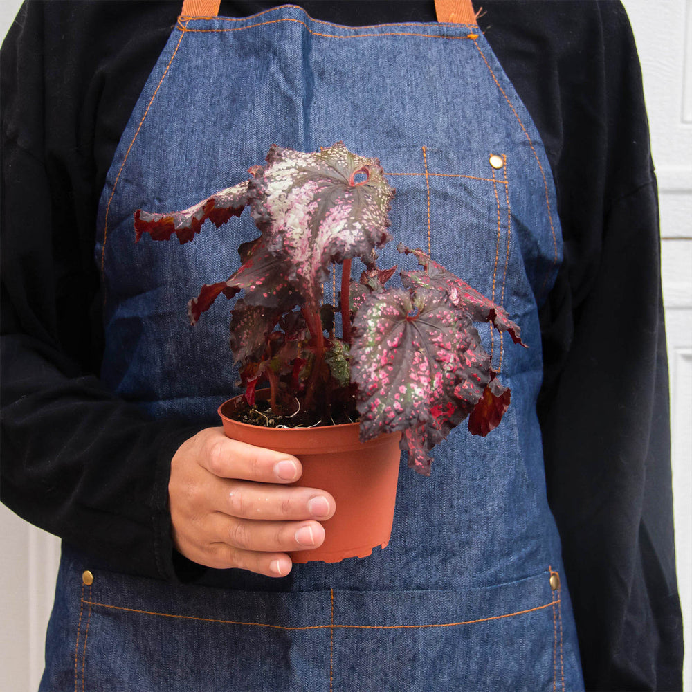 
                      
                        Begonia 'Rex' - 4 Pack Variety
                      
                    