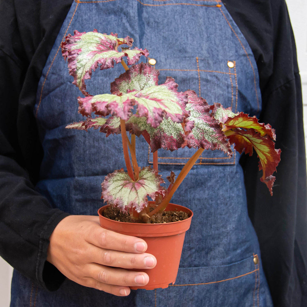 
                      
                        Begonia 'Rex' - 4 Pack Variety
                      
                    