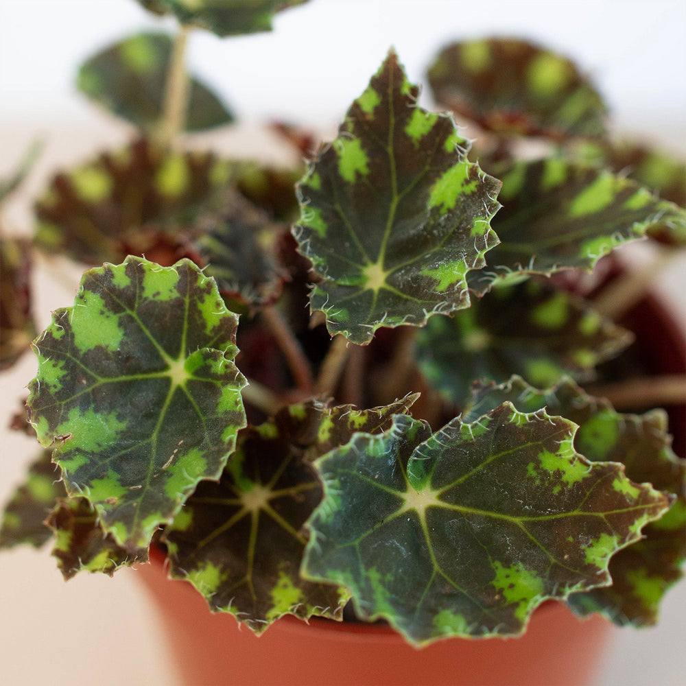 
                      
                        Begonia Tiger Paws - 4" Pot
                      
                    