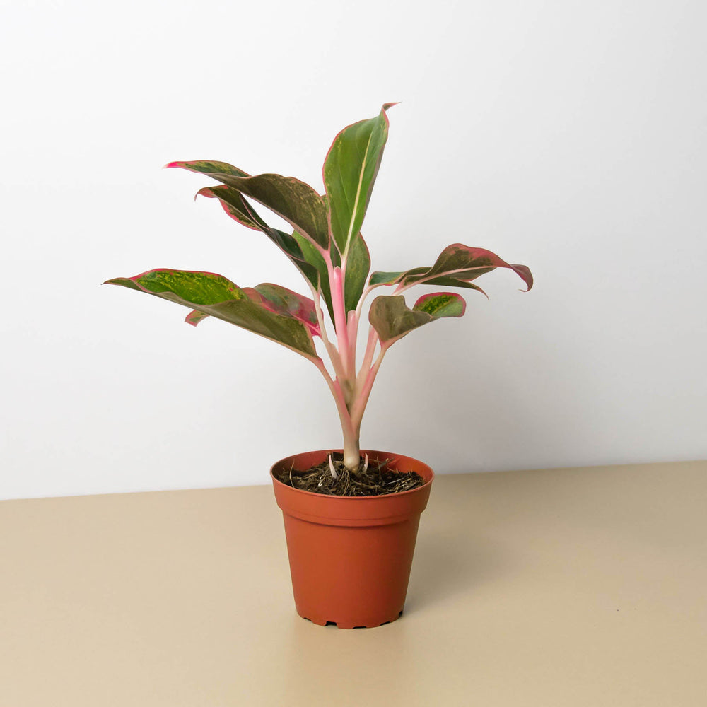 
                      
                        Chinese Evergreen 'Red Siam'
                      
                    