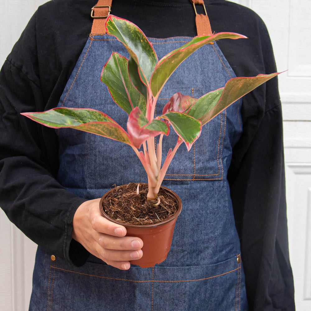
                      
                        Chinese Evergreen 'Red Siam'
                      
                    