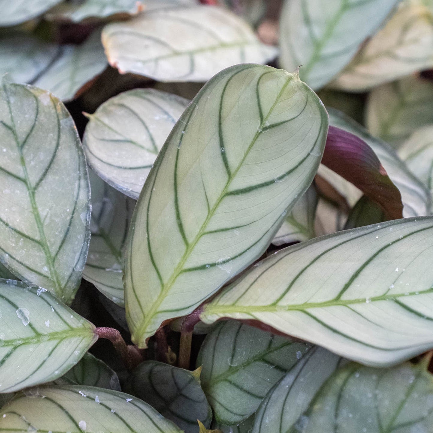 ctenanthe burle-marxii - fishbone prayer plant Ctenanthe Burle-Marxii 'Amagris' Houseplant