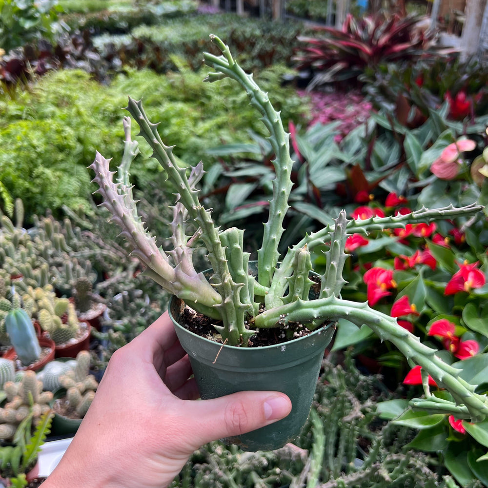 
                      
                        Lifesaver Cactus
                      
                    