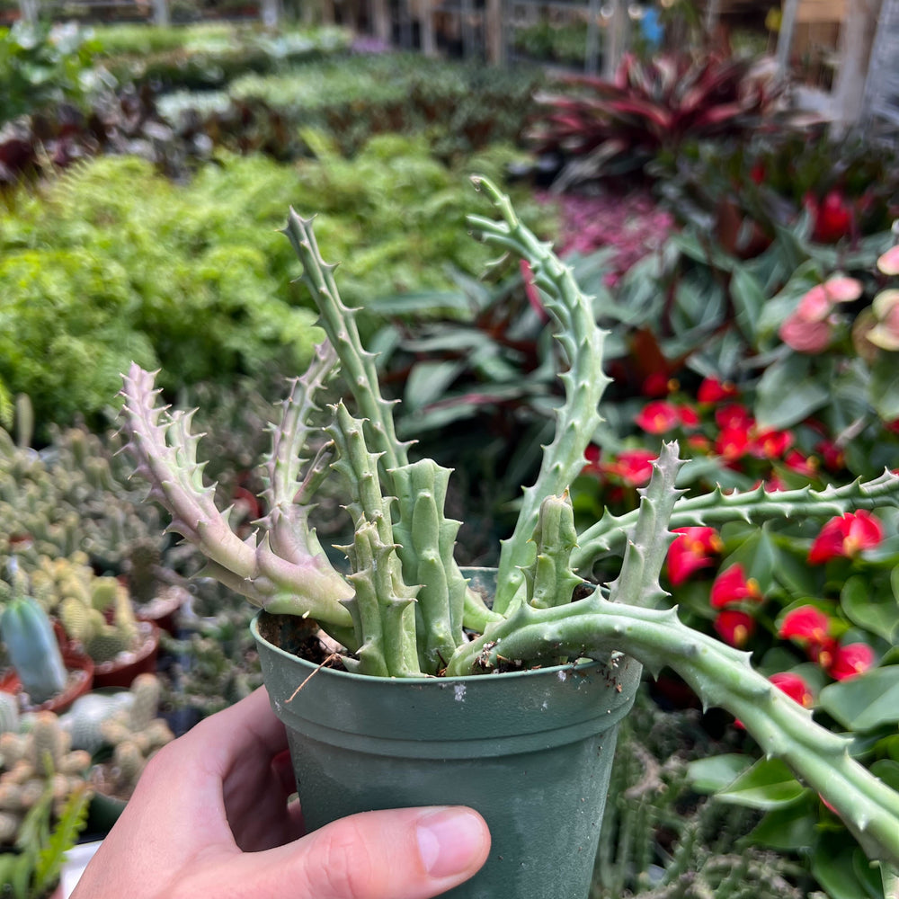 
                      
                        Lifesaver Cactus
                      
                    