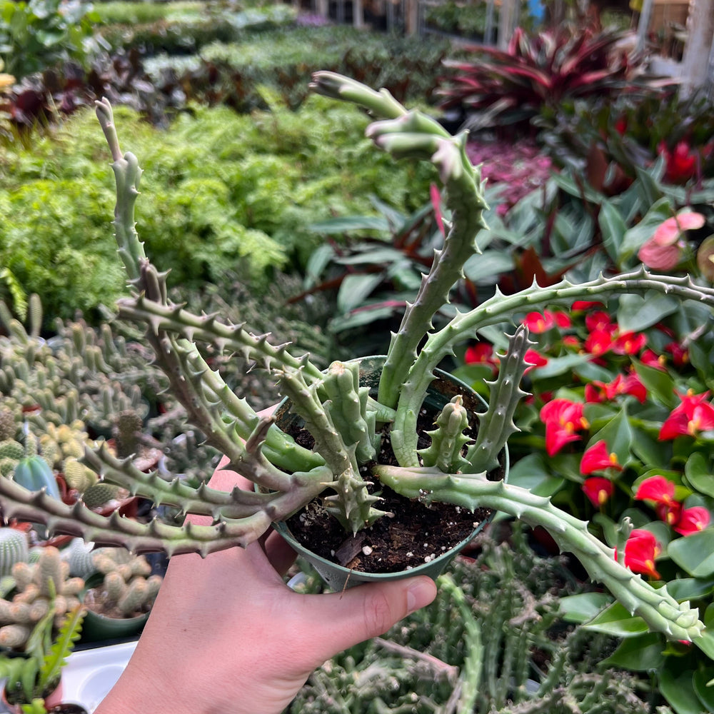 
                      
                        Lifesaver Cactus
                      
                    