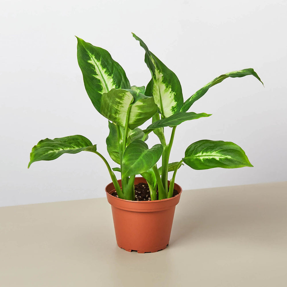 
                      
                        Dieffenbachia Camille
                      
                    