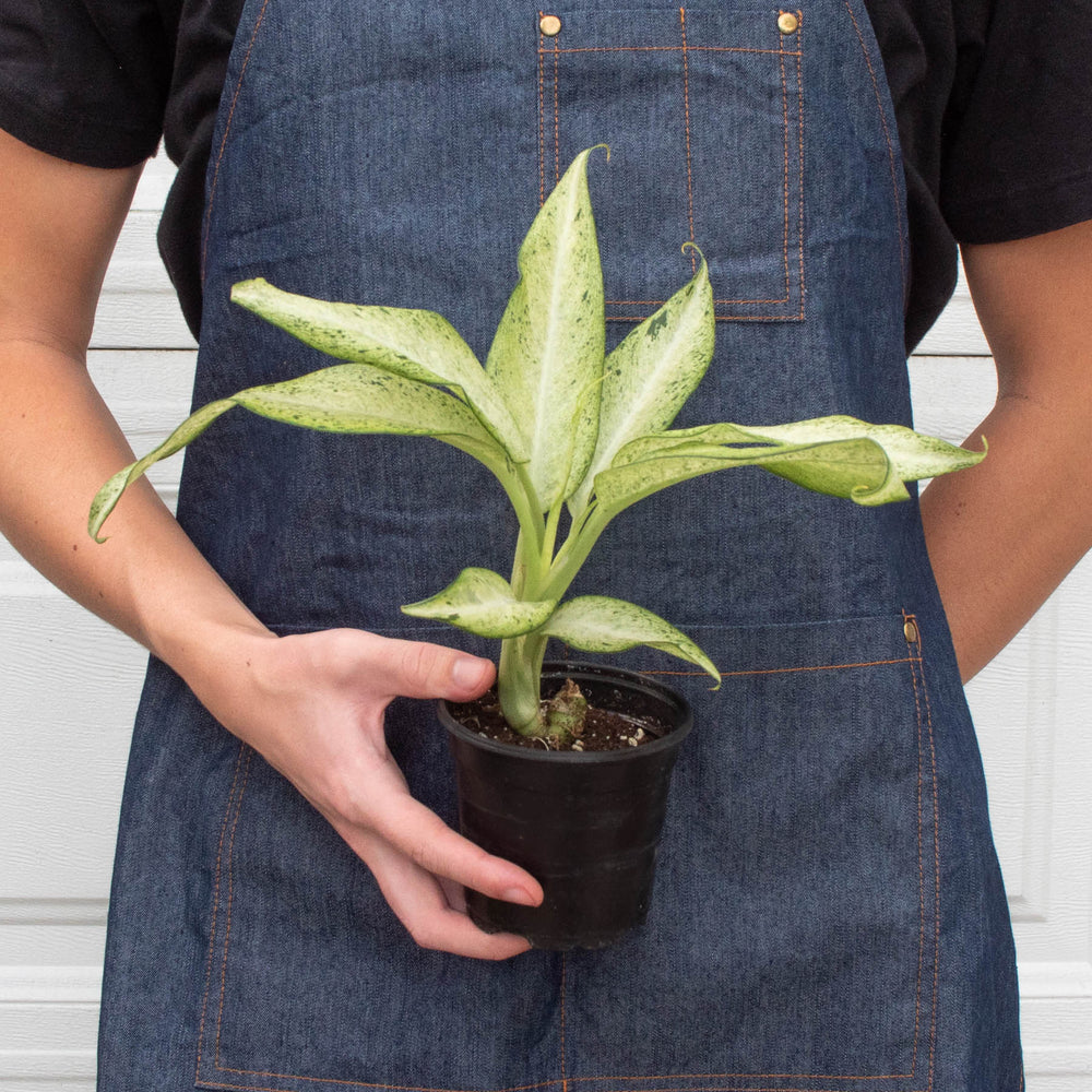 
                      
                        Dieffenbachia 'Camouflage'
                      
                    