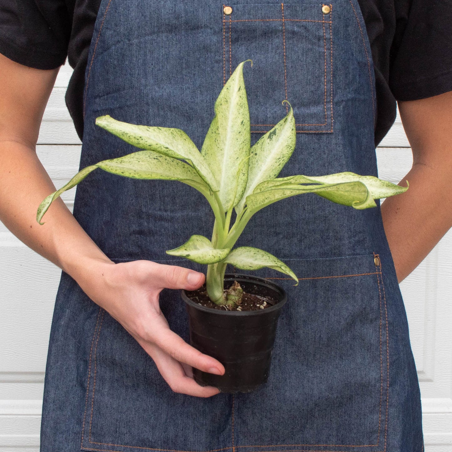 dieffenbachia camouflage how to care for Dieffenbachia 'Camouflage' Houseplant