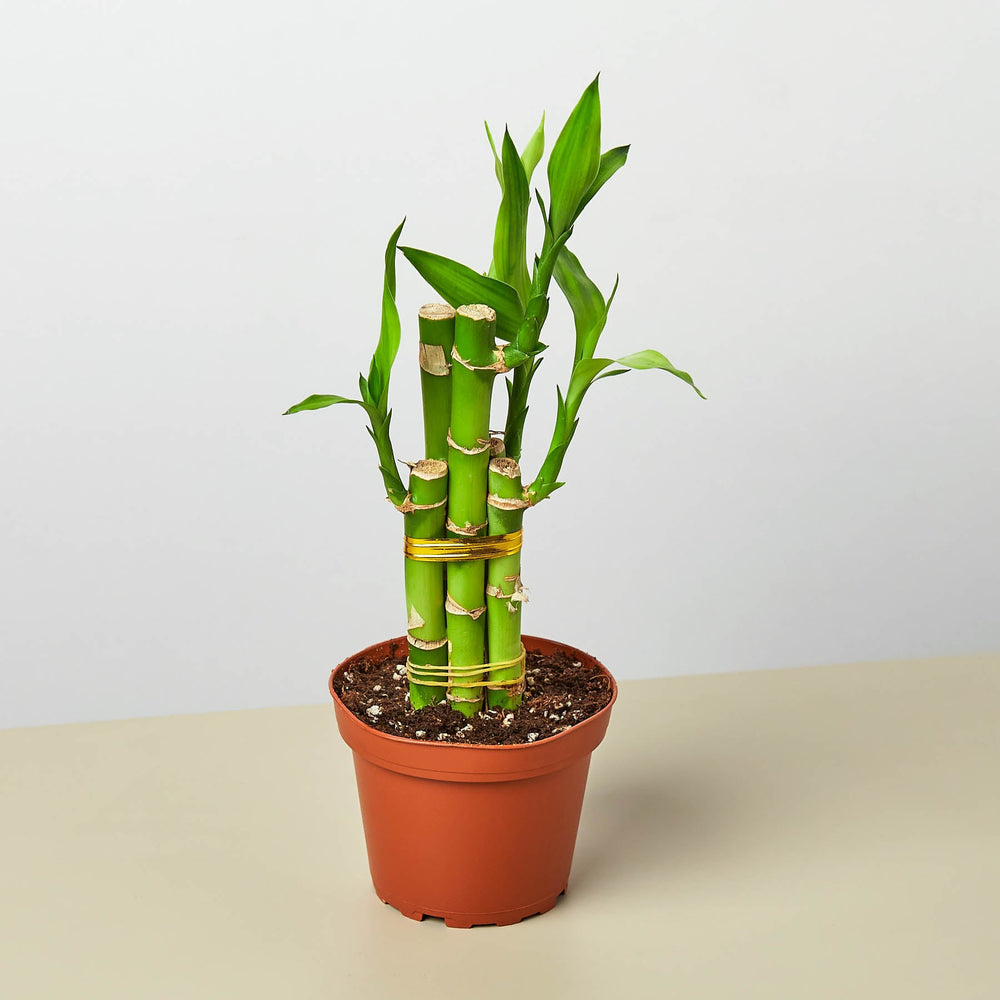 
                      
                        Dracaena 'Lucky Bamboo'
                      
                    