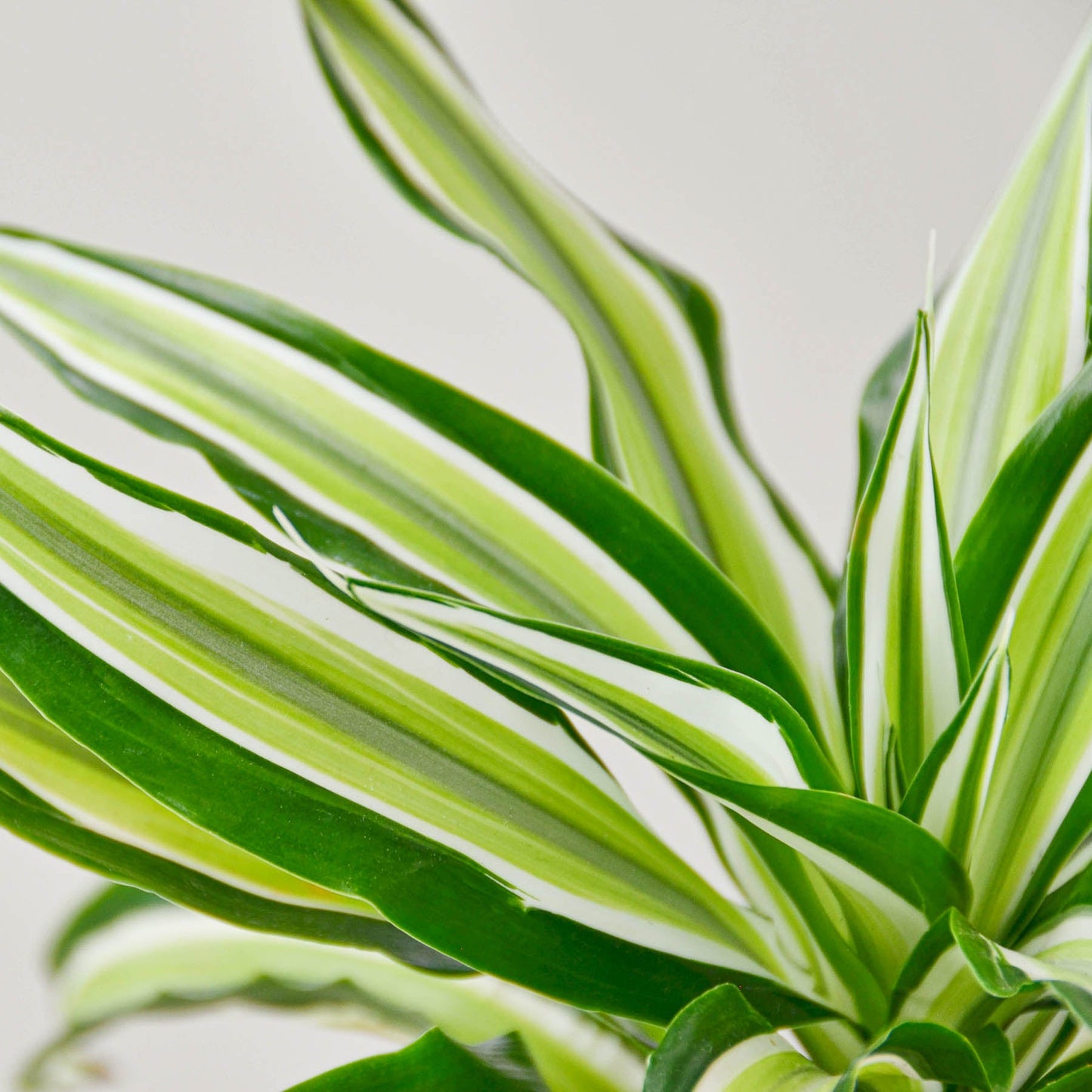 dracaena malaika dragon Dracaena 'Malaika'