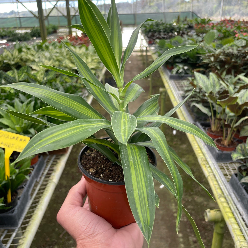 
                      
                        Dracaena 'Song of Jamaica'
                      
                    
