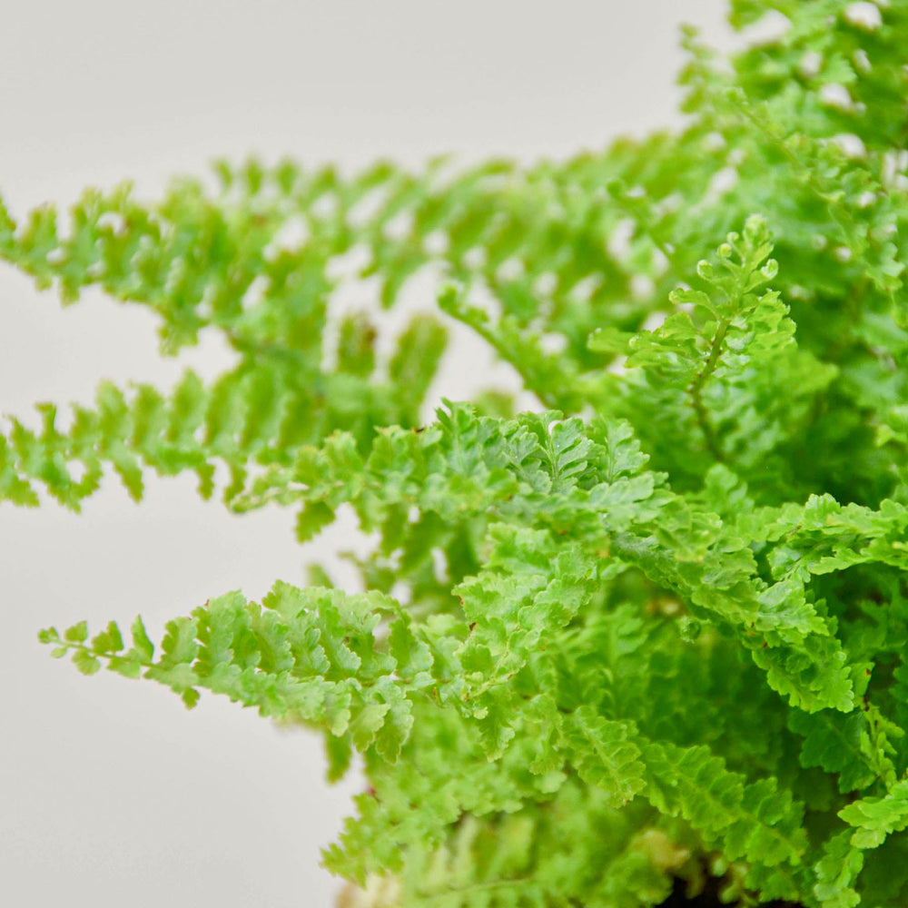 
                      
                        Cotton Candy Fern
                      
                    