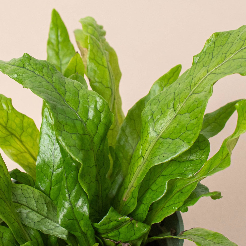 
                      
                        Fern 'Crocodile'
                      
                    