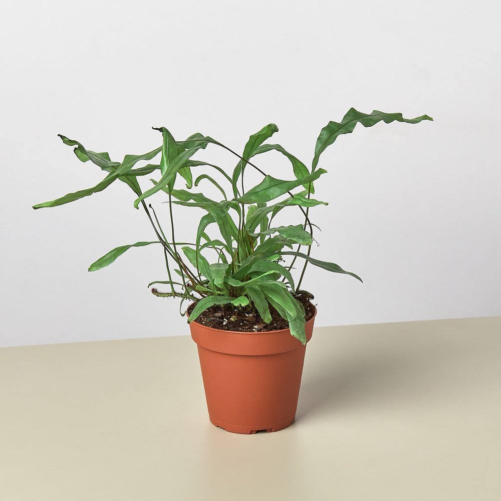 
                      
                        Fern 'Kangaroo Paw'
                      
                    