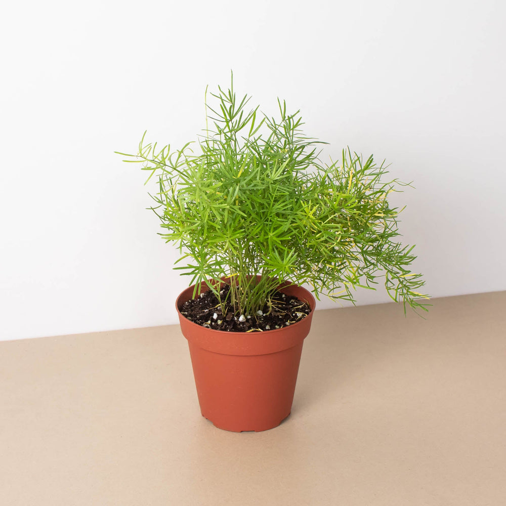 
                      
                        Fern 'Sprengeri'
                      
                    