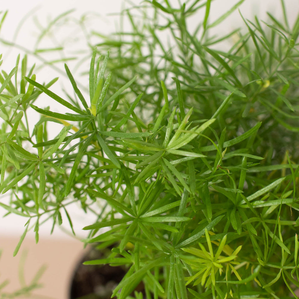 
                      
                        Fern 'Sprengeri'
                      
                    