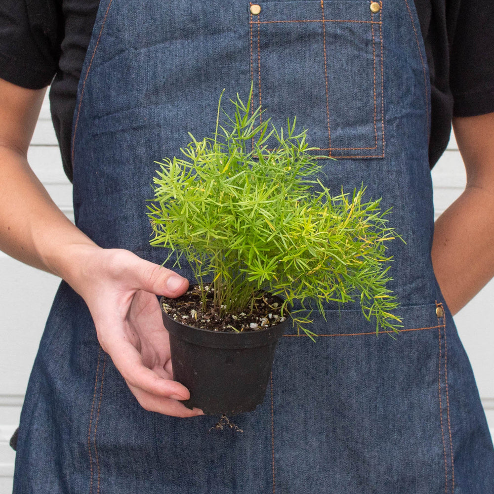 
                      
                        Fern 'Sprengeri'
                      
                    