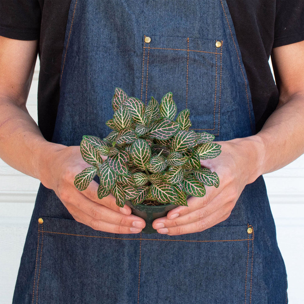 
                      
                        Fittonia 'Pink'
                      
                    