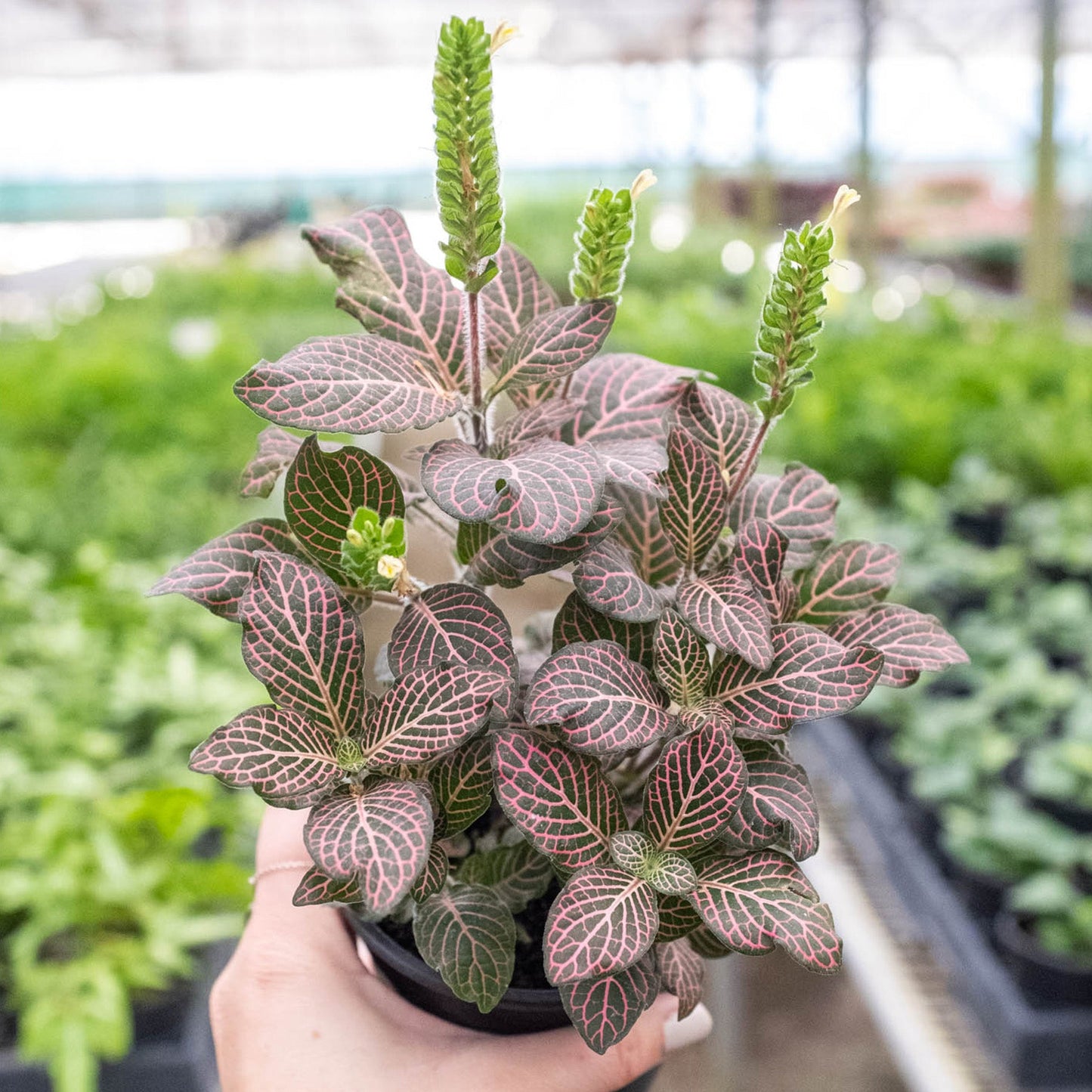 indoor fittonia plant Fittonia 'Pink' 4" Pot