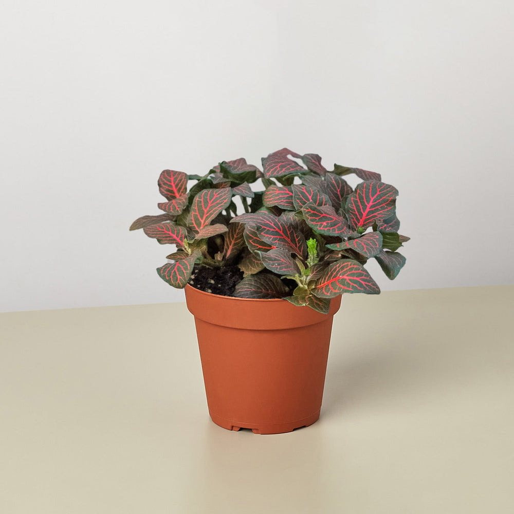 
                      
                        Fittonia 'Red'
                      
                    
